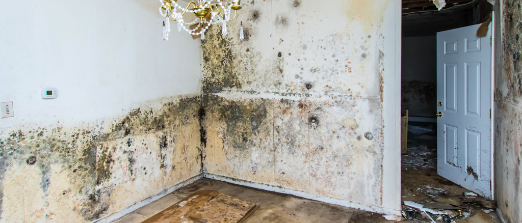 Mold Damage Public Adjuster image 1